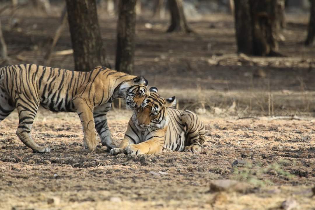 राजस्थान के चार टाइगर रिजर्व में बाघों की संख्या 100 से अधिक : अशोक गहलोत, सिरोहीवाले, सिरोही समाचार