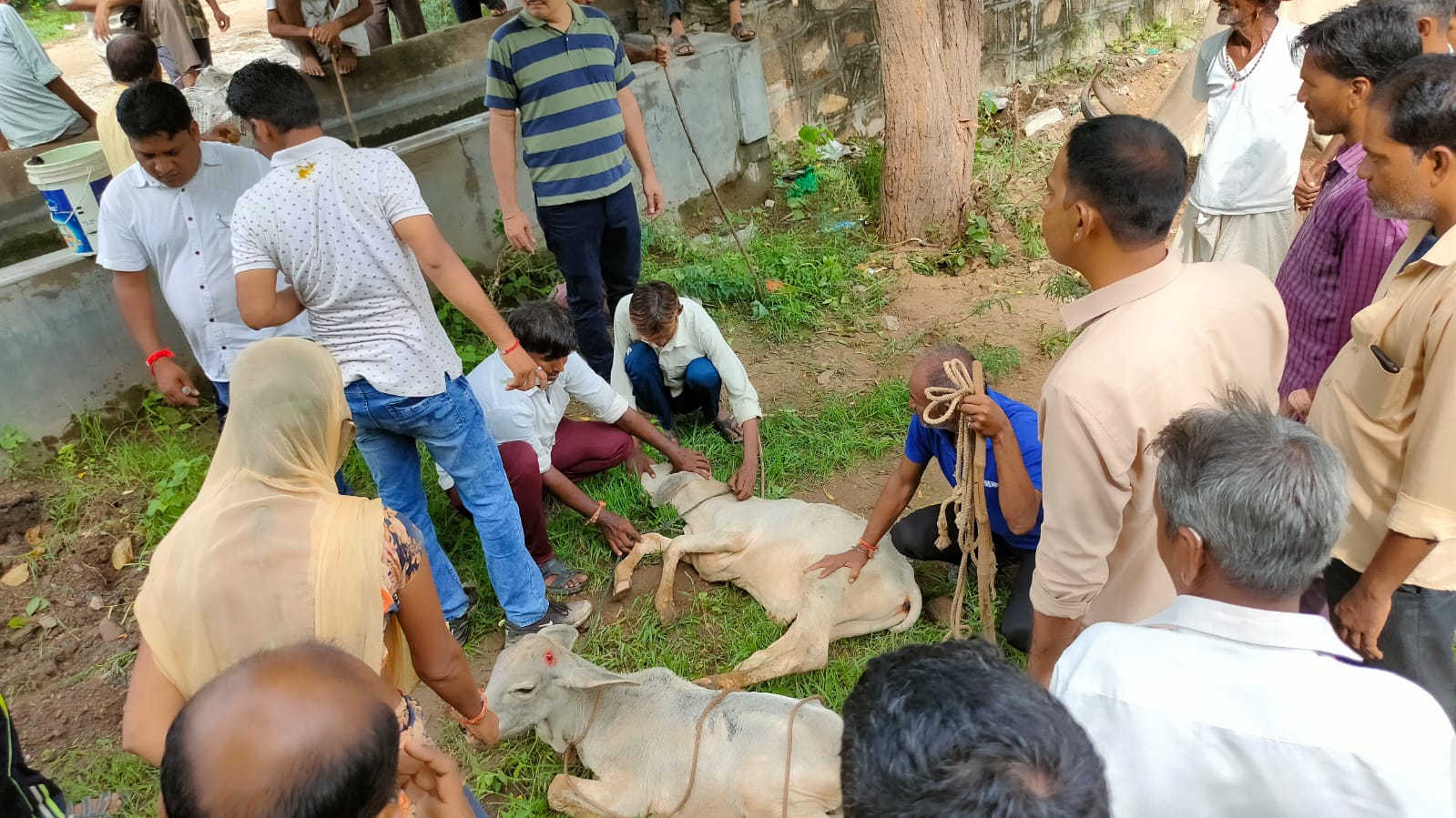 लंपी स्किन डिजीज के प्रकोप को देखते हुए एक दिवसीय पशु चिकित्सा शिविर का आयोजन, सिरोहीवाले, सिरोही समाचार